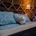 Campden dog friendly Yurts Cotswolds Glamping with pets